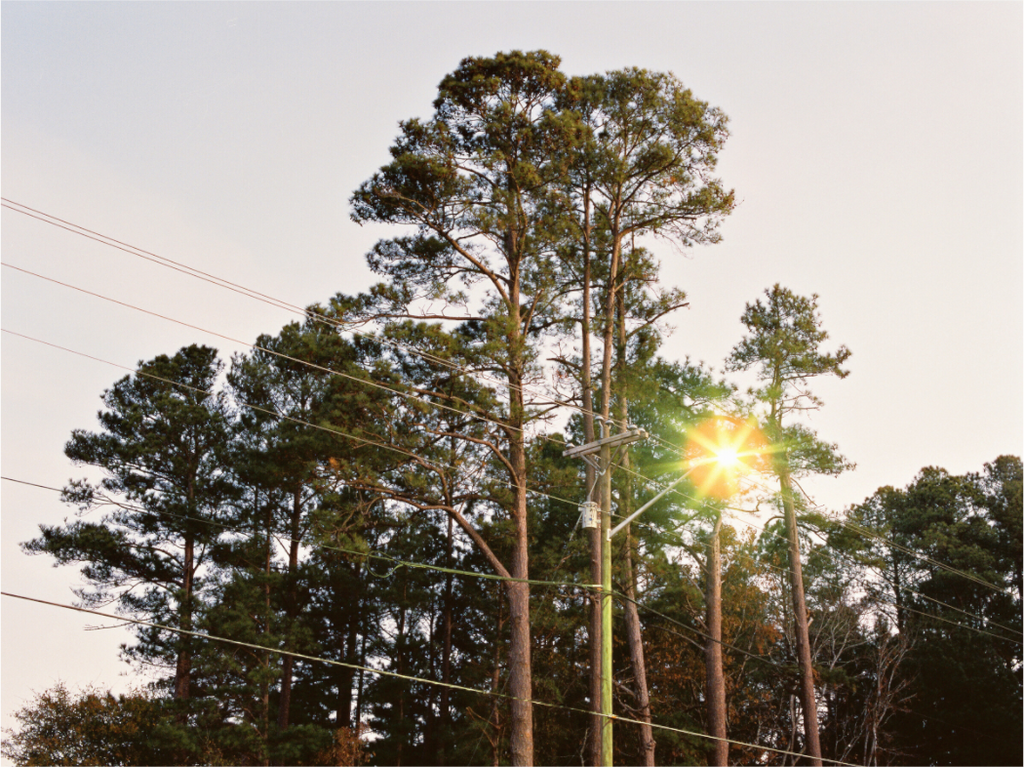 Main image Pine Trees at Dawn No. 1