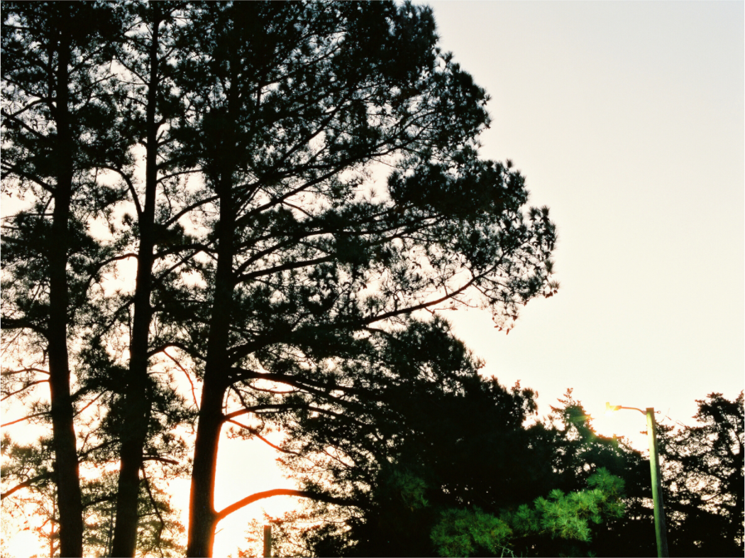Main image Pine Trees at Dawn No. 2